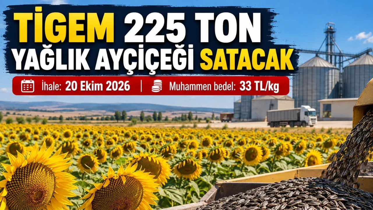TİGEM 225 Ton Ayçiçeğini Açık Artırmayla Satıyor